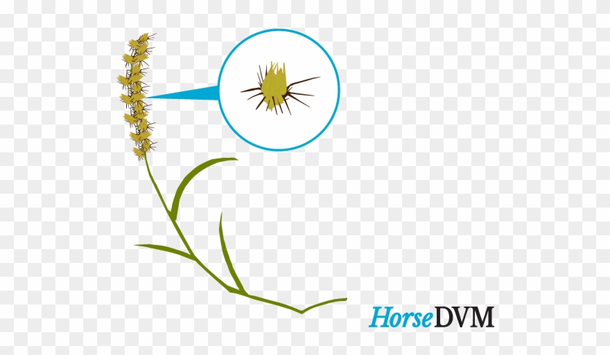 Southern Sandbur - Cenchrus Echinatus Clipart