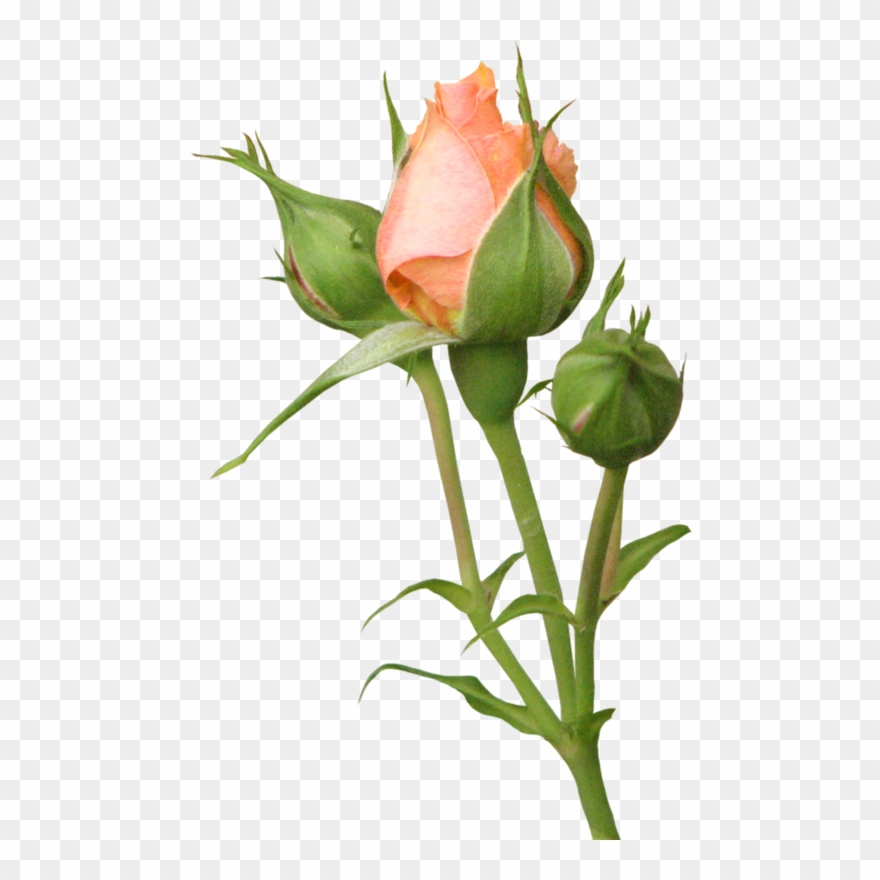 Tube De Fleurs - Бутон Розы На Белом Фоне Clipart