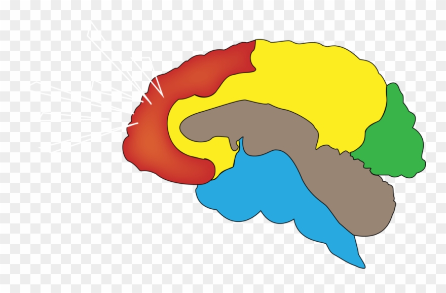 Brain Regions - Brain Clipart