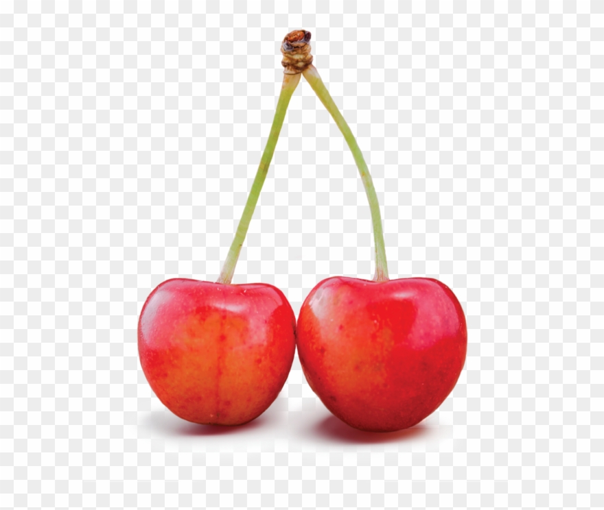 They Grow Very Large And Have A Firm, Juicy, White - Tip Top Cherries Clipart