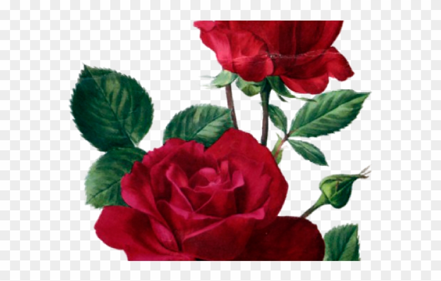 Red Rose Clipart Rose Painting - Rose Anne Marie Trechslin - Png Download