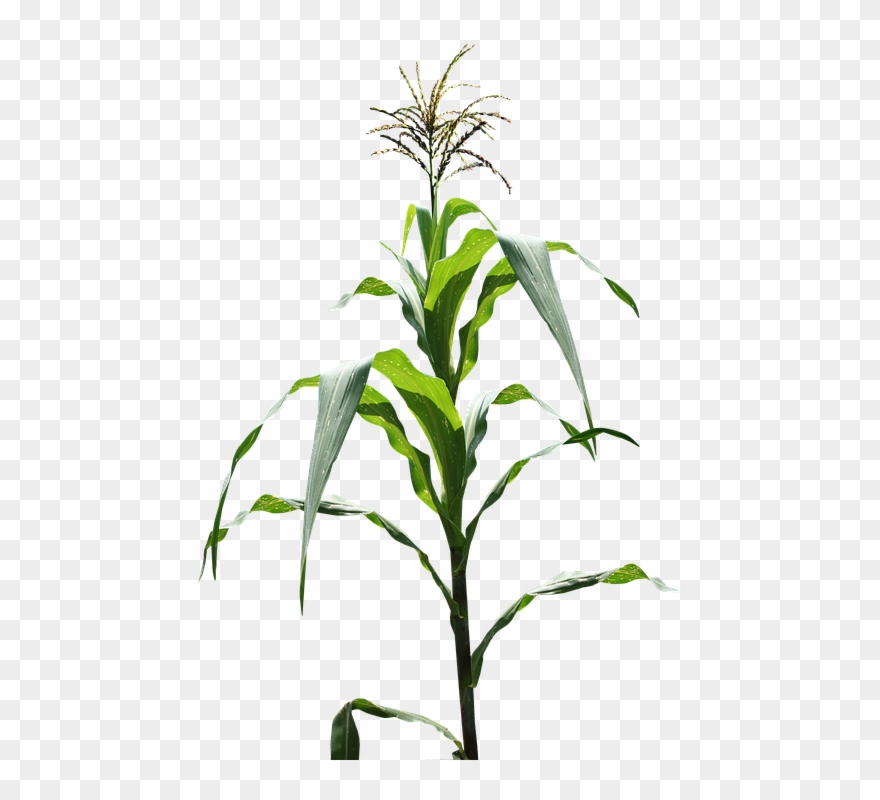 Maize Clipart