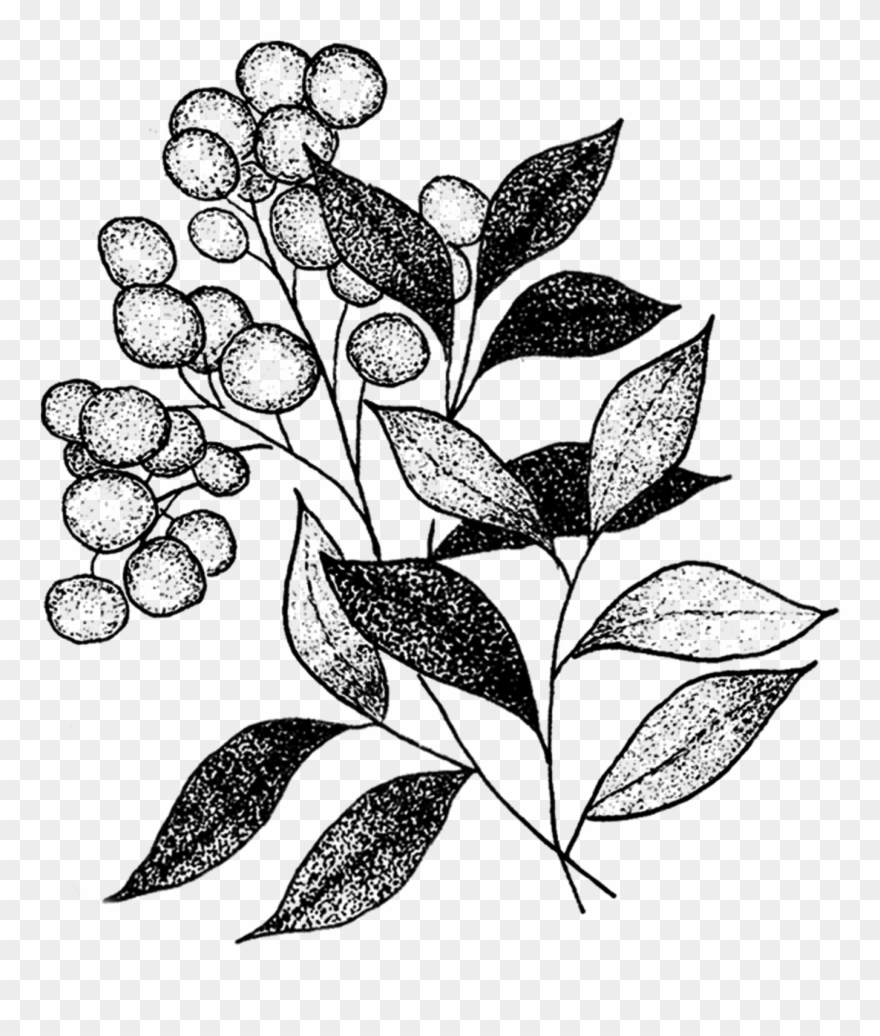 Sprig - Tattly Temporary Tattoos Flora & Fauna Set 1 Ounce Clipart