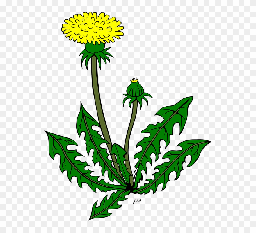Sea Plants Cliparts 15, Buy Clip Art - Dandelion Clipart - Png Download
