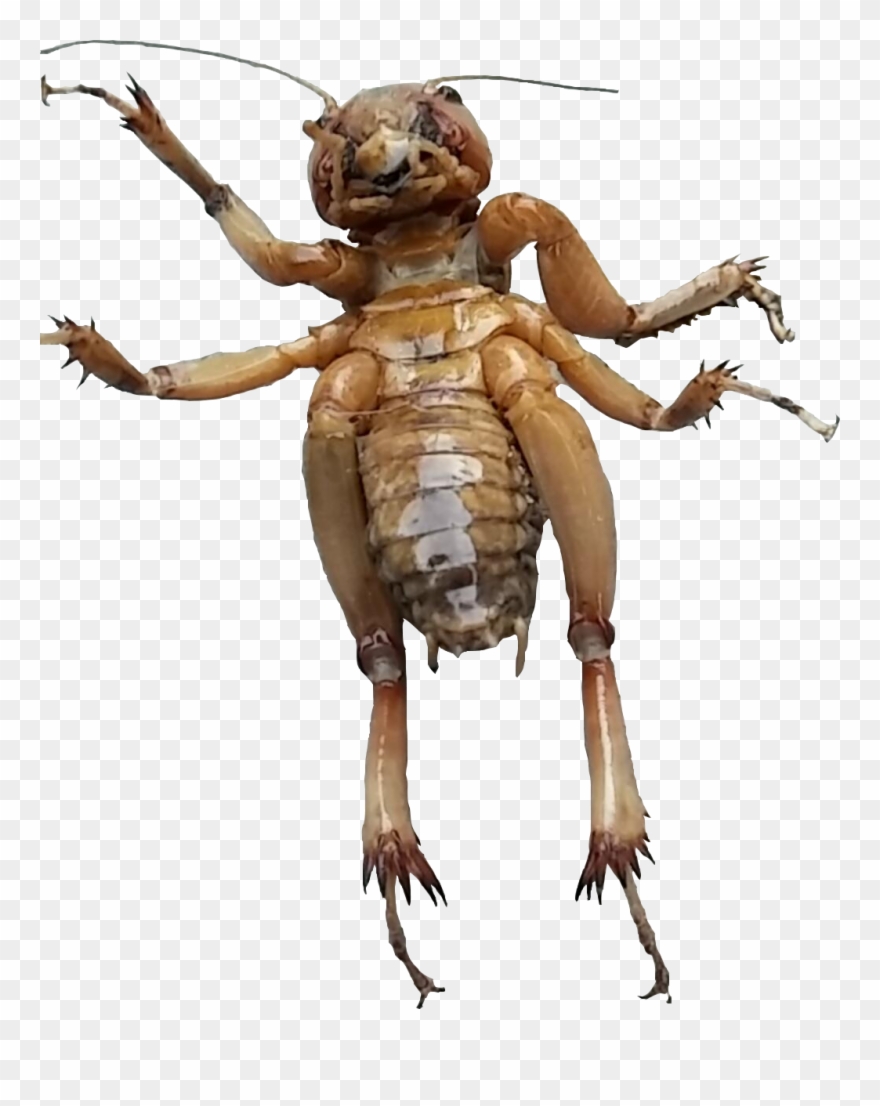 Transparent Bugs Dead - Dead Bug Png Clipart