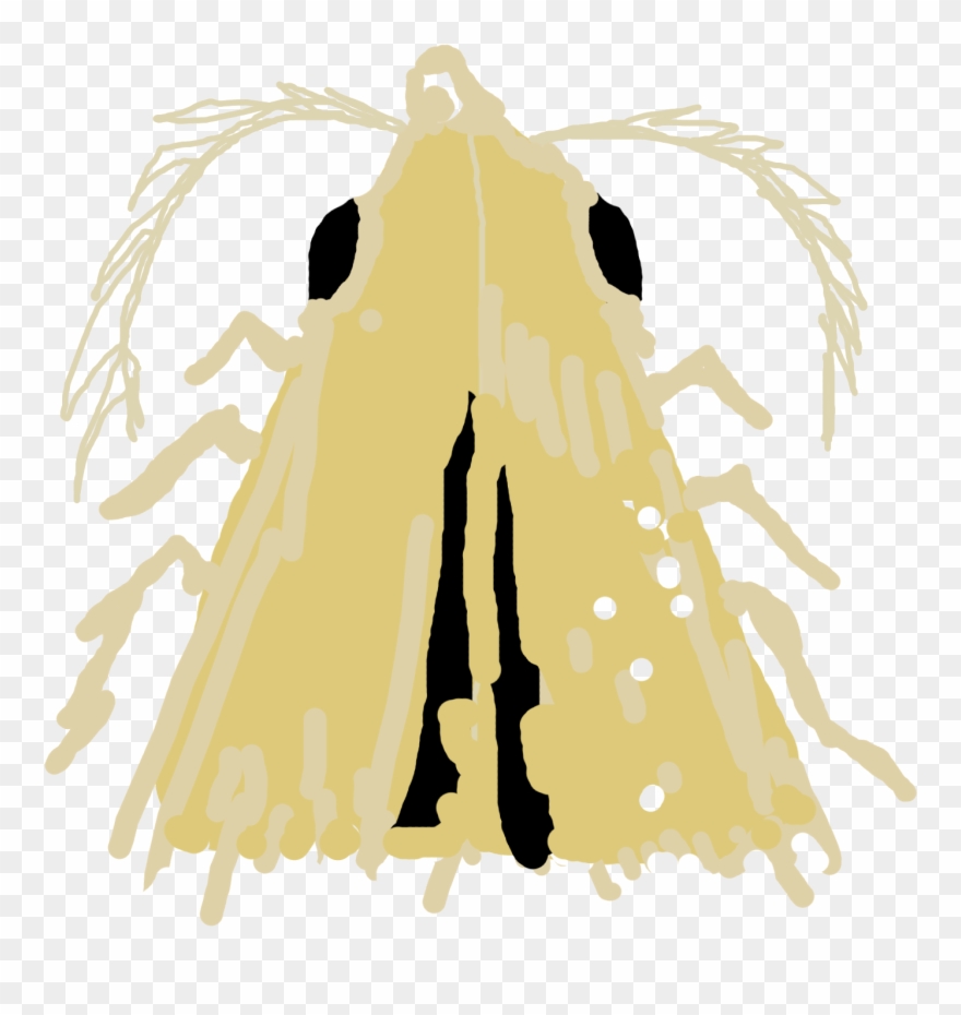 Now It's A Dead In The Collection Of 6-7 Dead Moths - Illustration Clipart