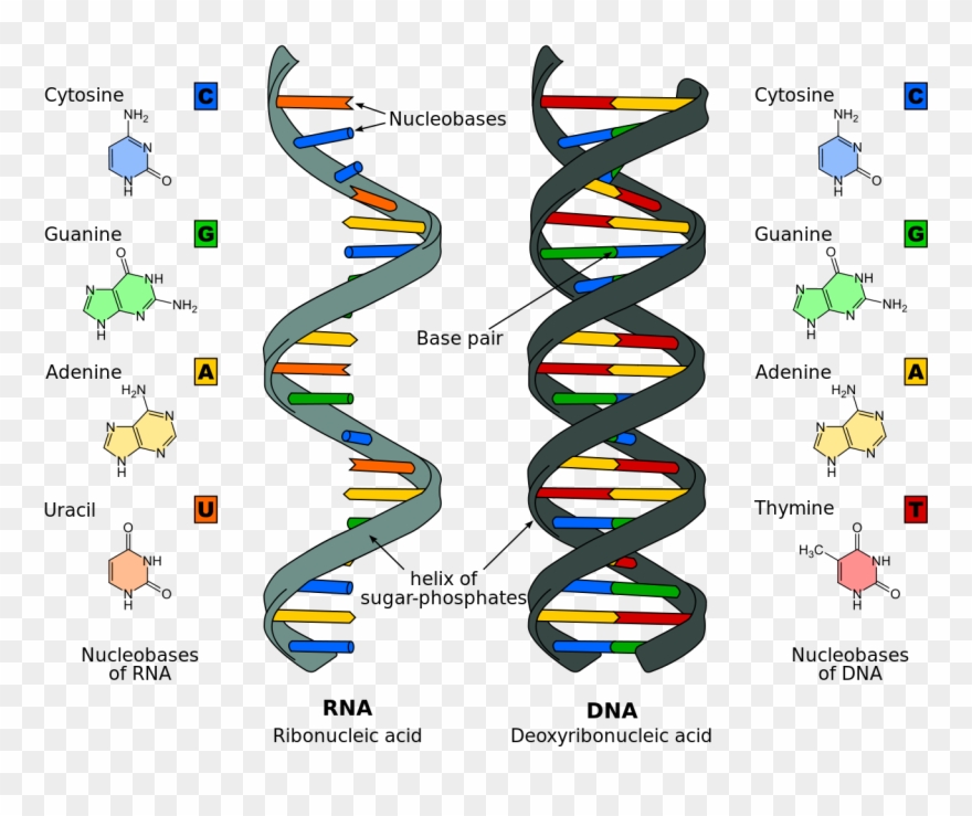 Rna Is A Singe Strand While Dna Is Double-stranded - Nucleic Acids Clipart