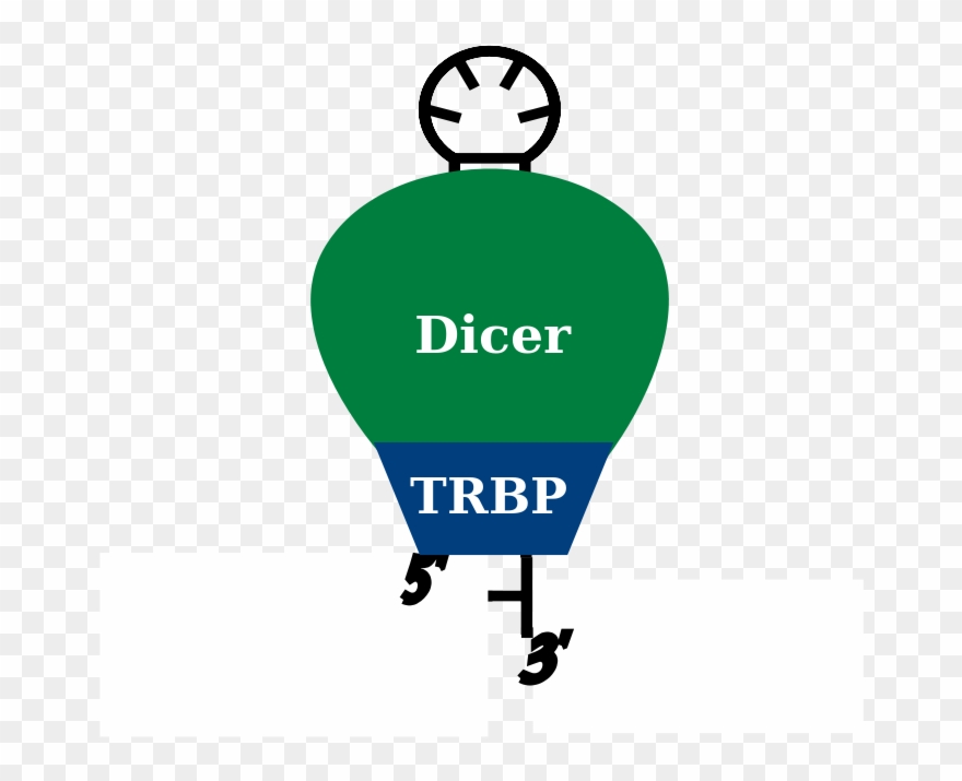 Pre-mirna And Dicer With Trbp Cofactor In Homo Sapiens - Database Clipart
