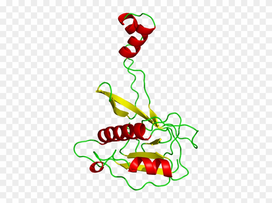 In The Binding Structure Of Csy4 Rna Complex, The Rna - Illustration Clipart