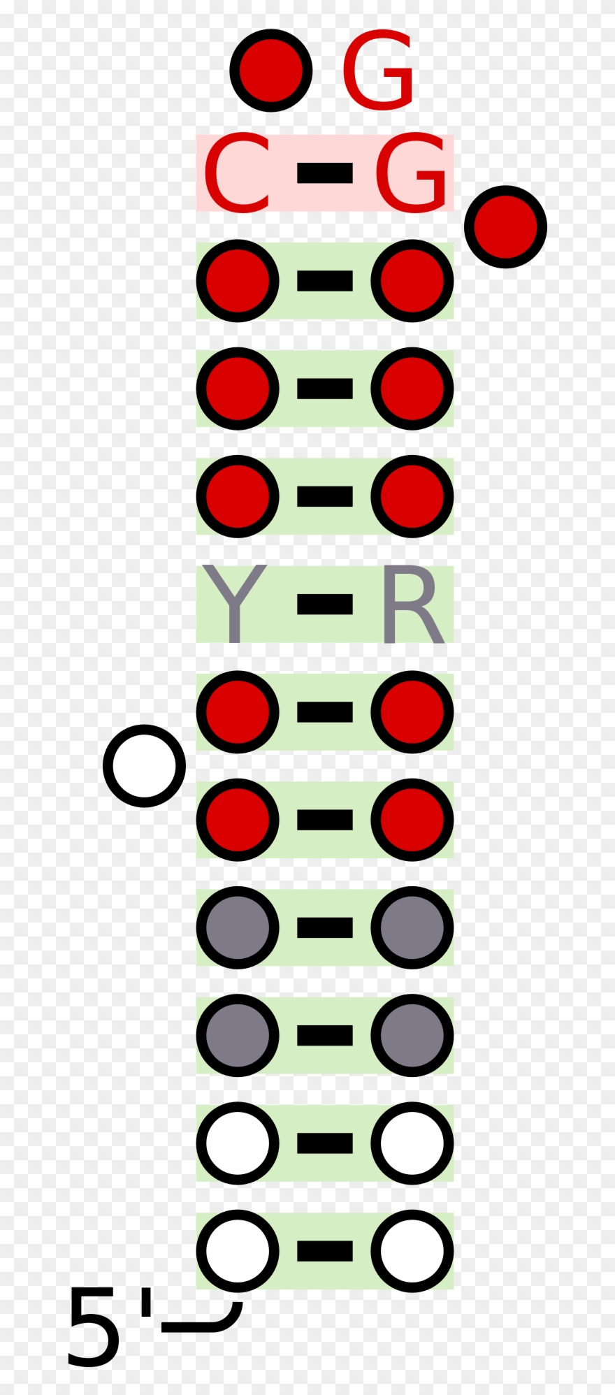 Open - Circle Clipart