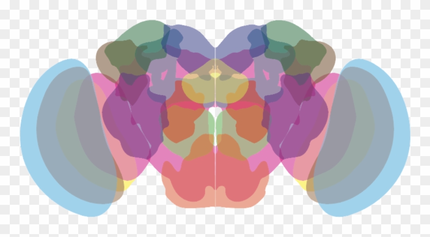 We Study Neuronal And Glial Cell Types In The Ageing - Illustration Clipart