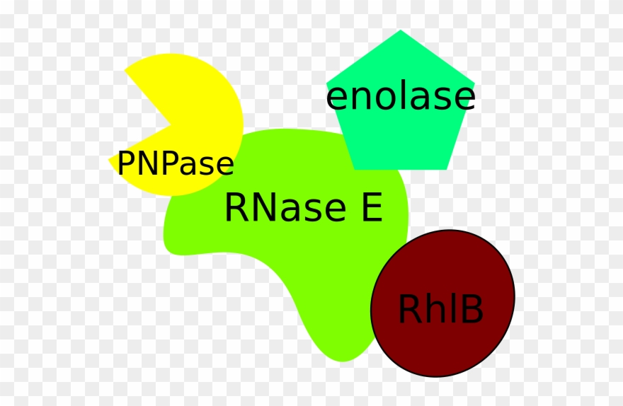 Degradosome From Escherichia Coli - Rna Degradosome Clipart