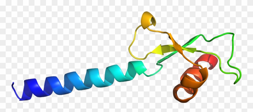 Organism Line Clip Art - Graphic Design - Png Download