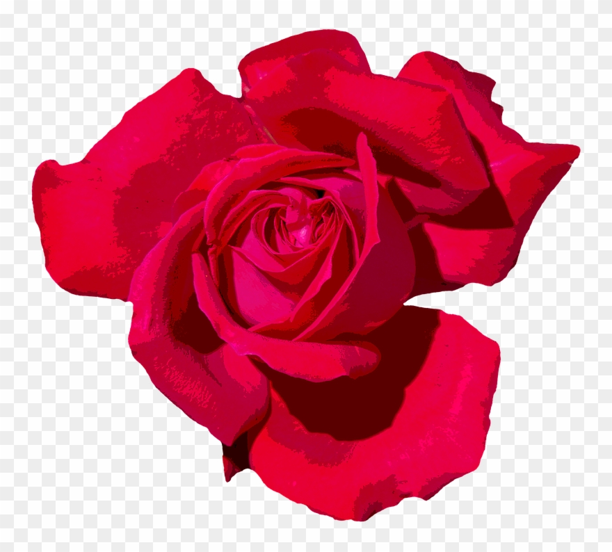 Rose Png 10, Buy Clip Art - Rose Transparent Png
