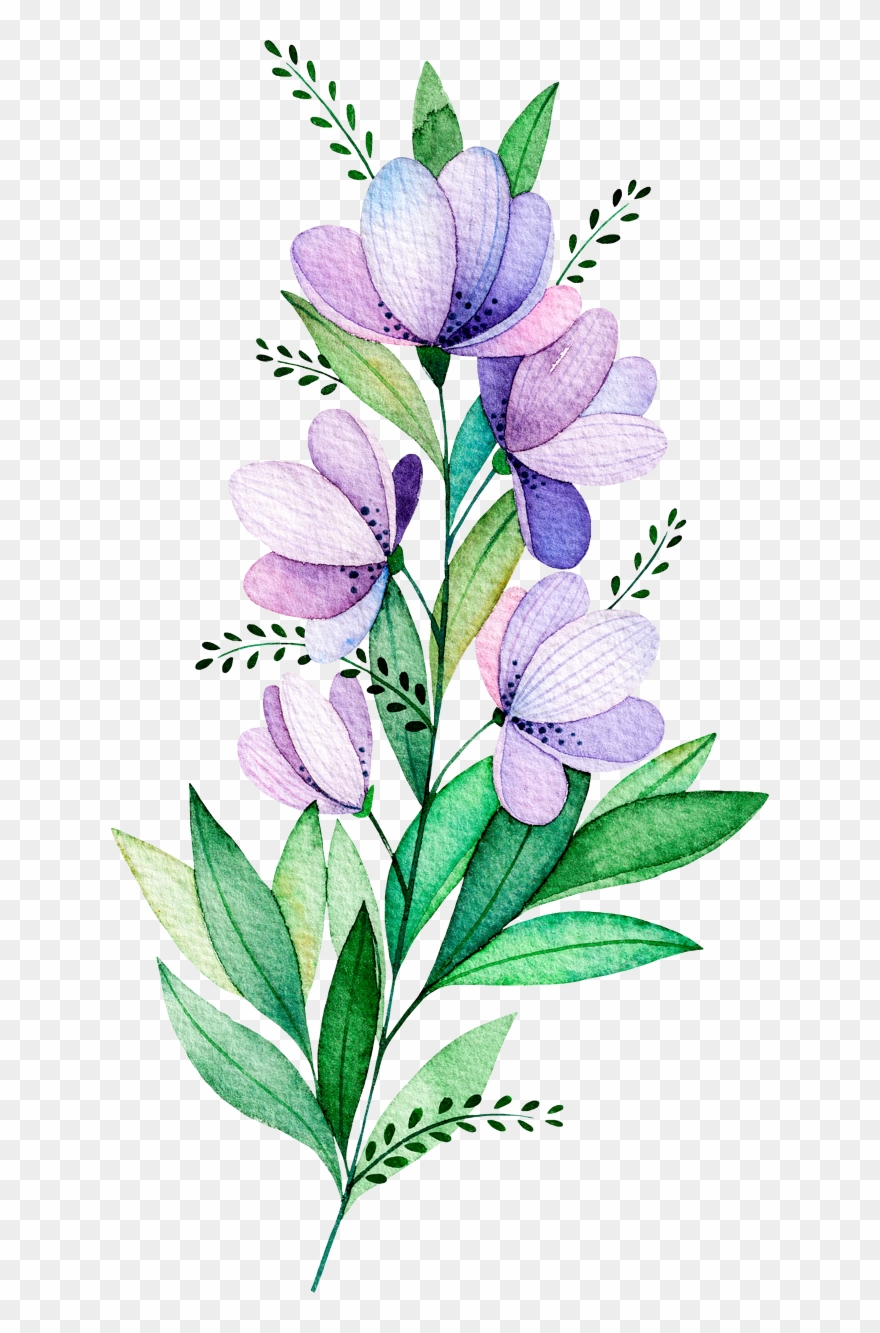 麦嘟嘟采集到元 - 素 - Watercolor Painting Clipart