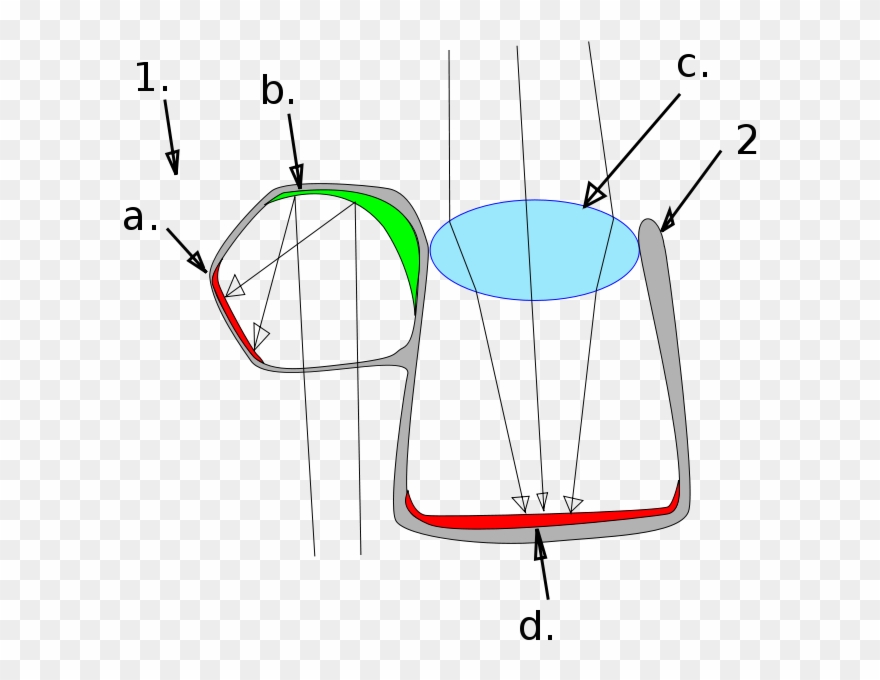 A Viewed Object Is - Barreleye Fish Eye Diagram Clipart