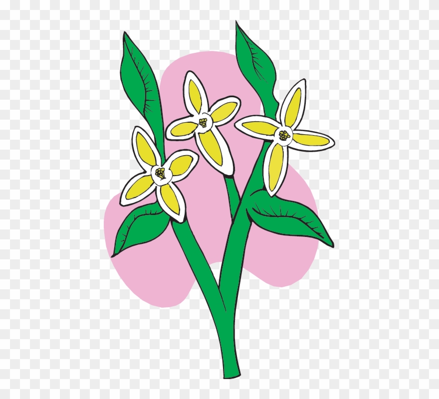 Plants On The Trail With Lewis And Clark - Plants Did Lewis And Clark Find Clipart