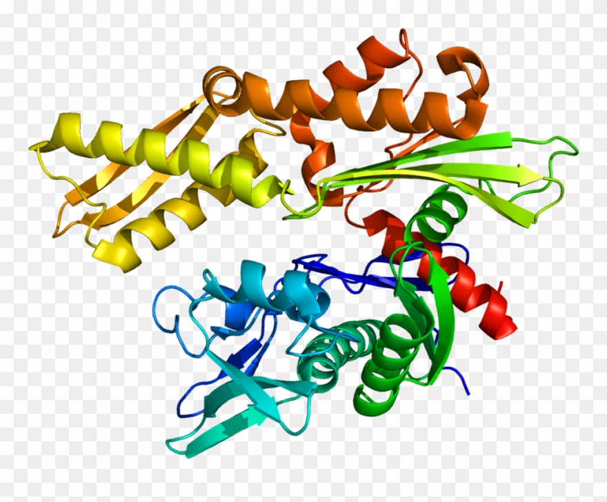 Proteina De Choque Termico Clipart