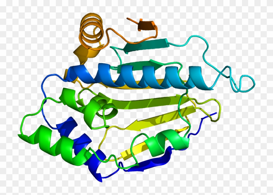 Heat Shock Proteins 60 Clipart