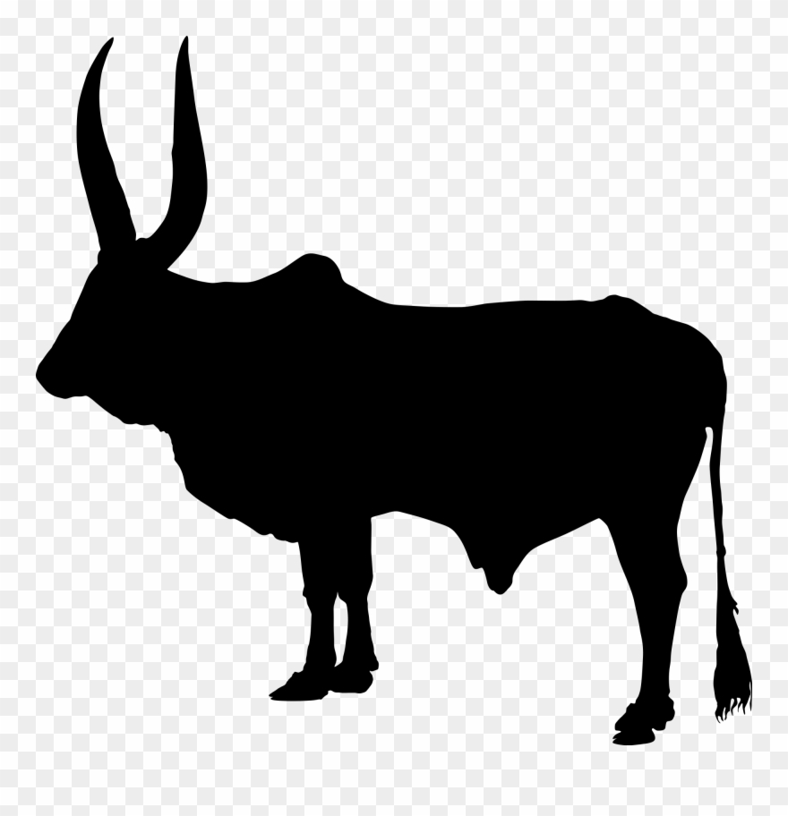 Cow Silhouette Cliparts 18, Buy Clip Art - Zebu Png Transparent Png
