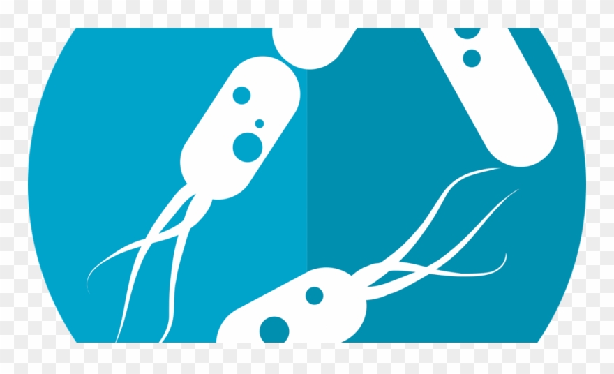 Guía Sobre Los Mejores Probióticos - Bacteria Png Clipart