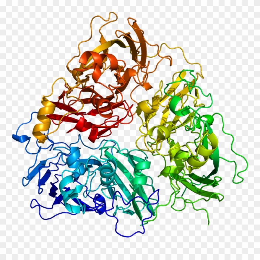 Hydration - Ceruloplasmin Protein Clipart