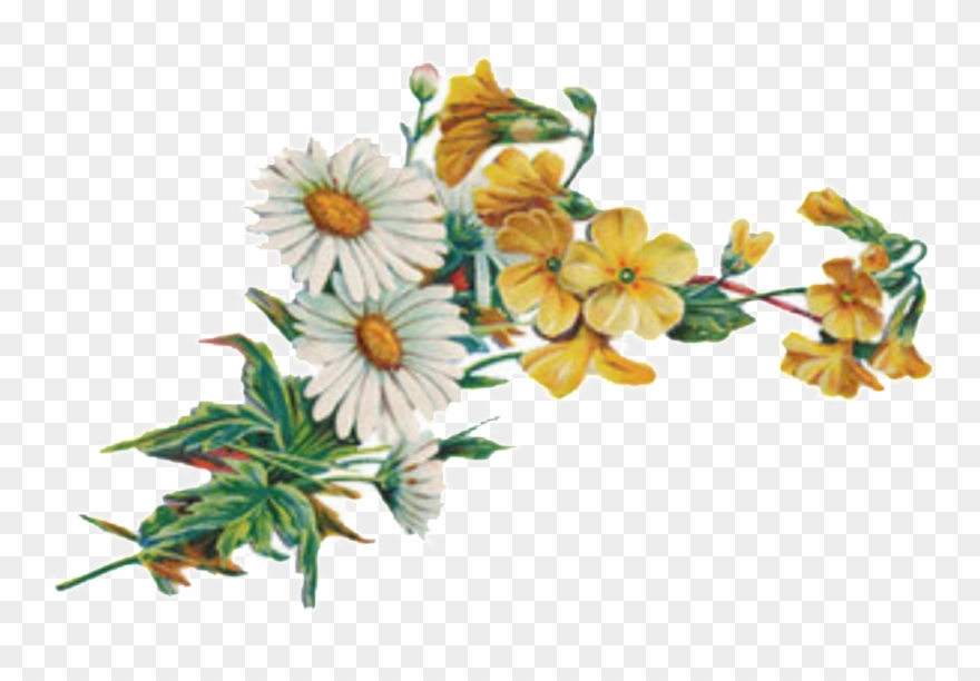 Fresh And Gentle Hand Painted Chrysanthemum Decorative - Chrysanthemum Clipart