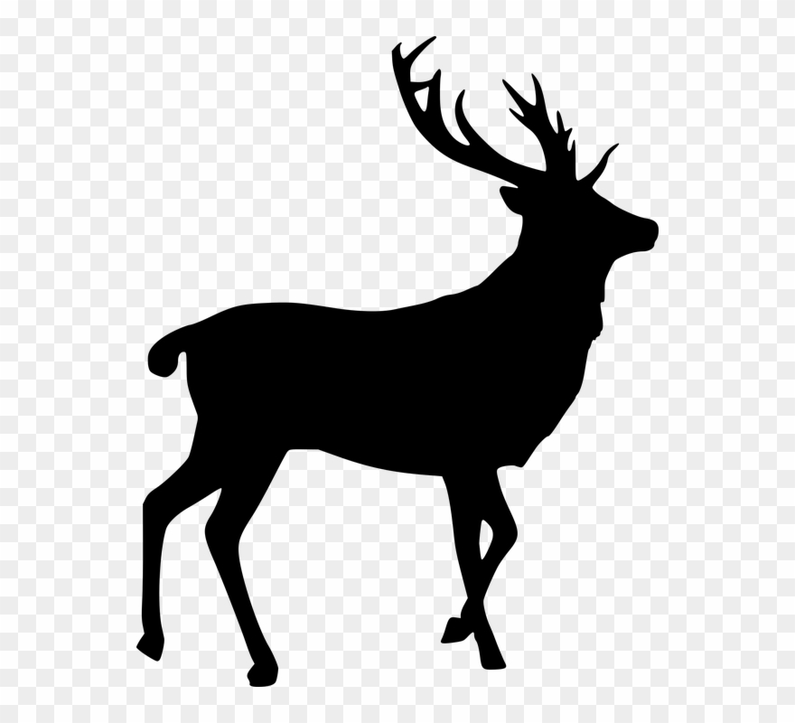 Free Photo Elk Stag Cut Out Bull - Deer Pictures For Photoshop Clipart