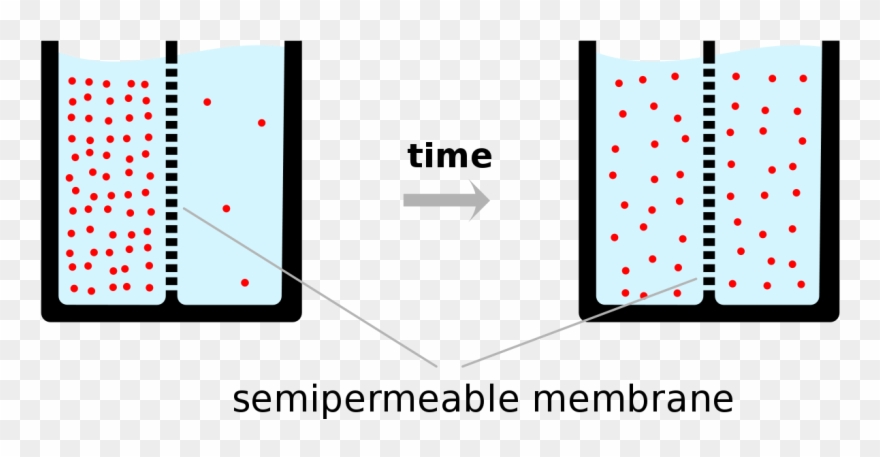 Molecules Flow From Higher Concentrated To Lower Concentrated - Diagram Of Diffusion Clipart