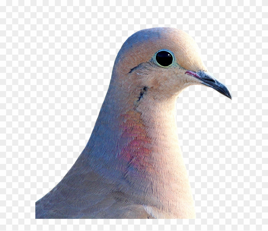 Pigeon Png 4, Buy Clip Art - Mourning Dove Transparent Background