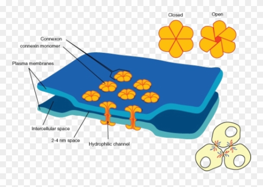 Electrical Synapses Are More Common In The Nervous - Gap Junctions Clipart