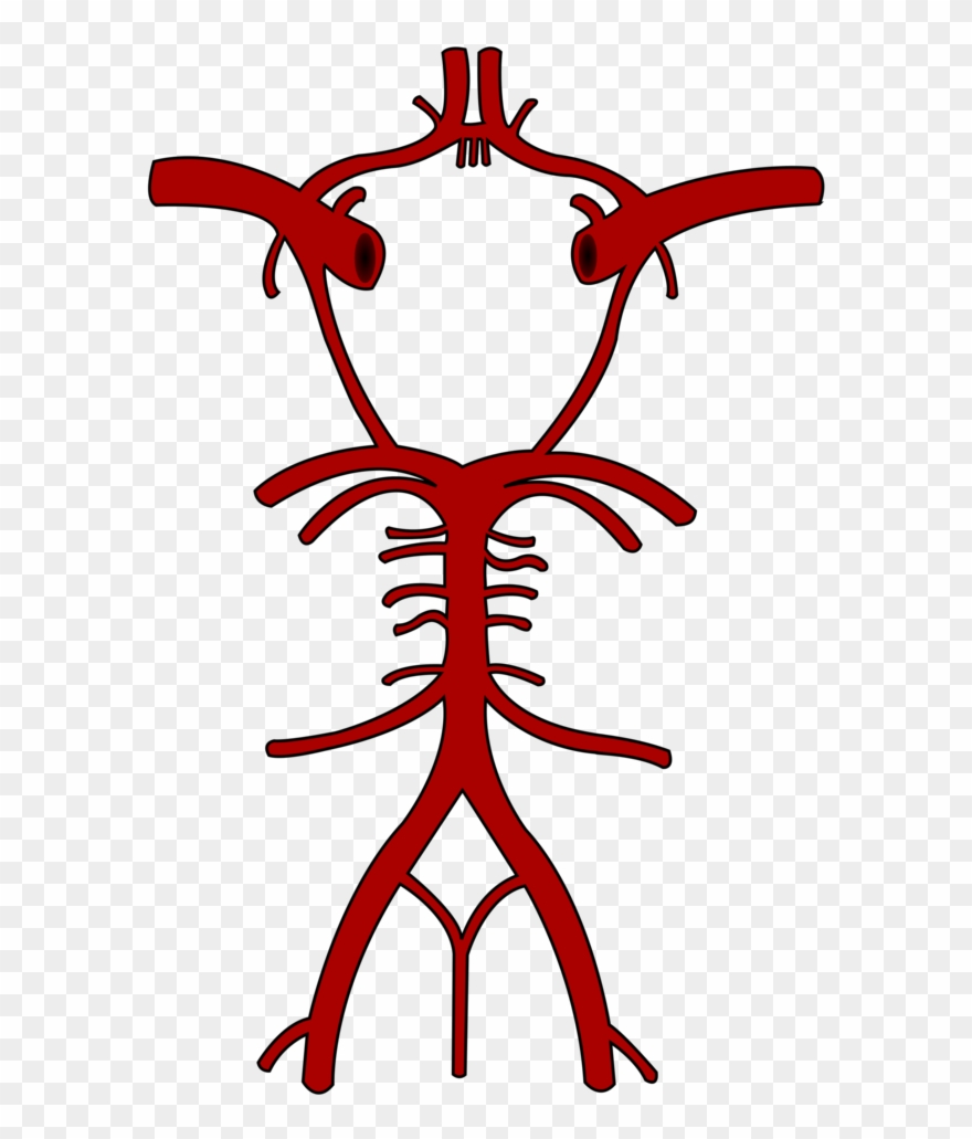 Location - Circle Of Willis Label Clipart