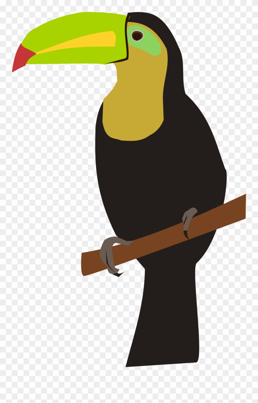 Cartoon Toucan Pictures 8, Buy Clip Art - Drawing - Png Download