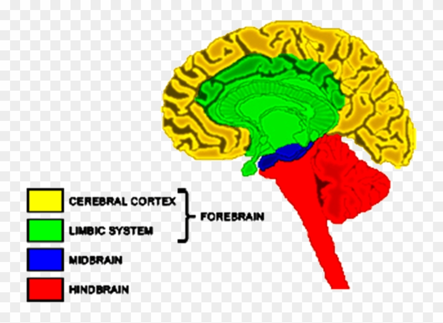 Image Of Forebrain - Limbic System Clipart
