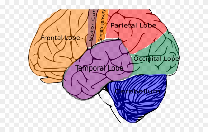 Box Clipart Brain - Structure Of Brain Throw Blanket - Png Download