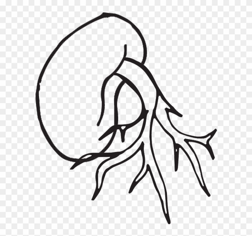 Plant Life Cycle Clipart, Worksheet & Coloring Page - Clip Art - Png Download