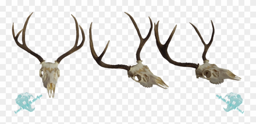 Whitetail Deer Skull Clip Art Download - White-tailed Deer - Png Download
