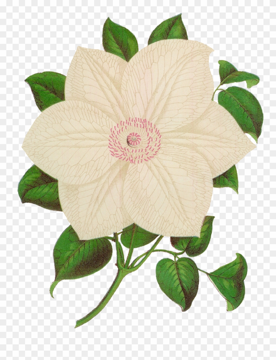 The Second Digital Flower Clip Art Is Of The White - White Moss Flower Png Transparent Png