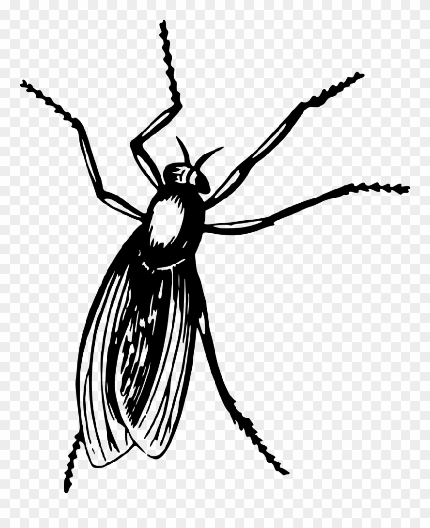Fly - Clip Art - Png Download