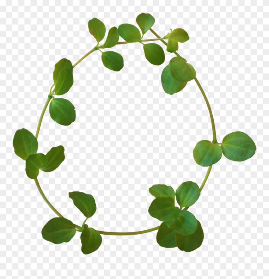 B *✿* Safari - Клевер Рамка Png Clipart