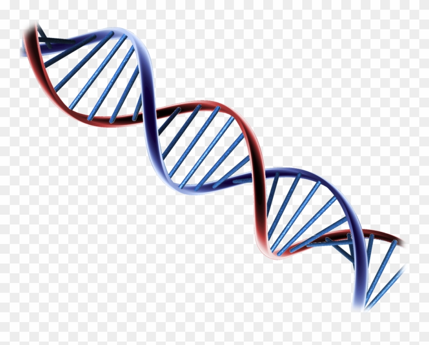 Helix2 - Psa And Prostate Cancer Research Clipart