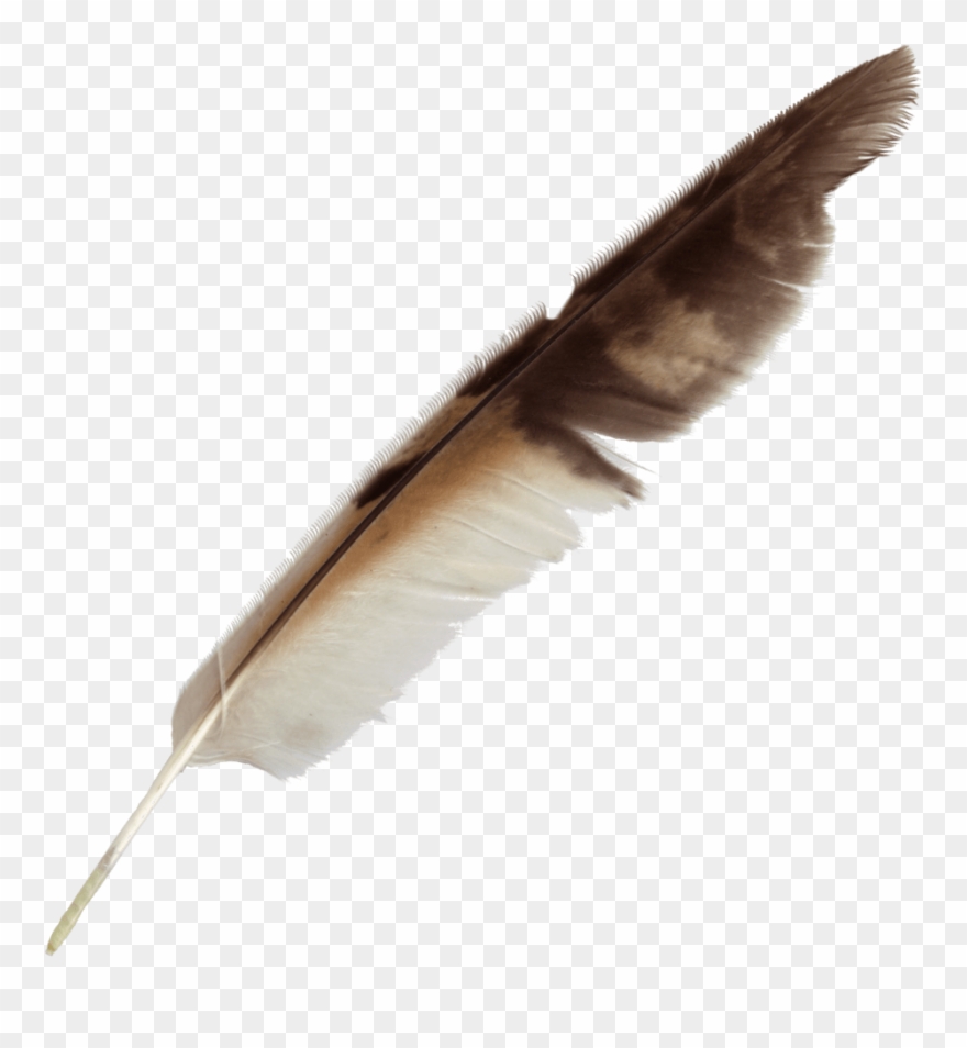 Peacock Feather Pen - Feather Brush Png Clipart