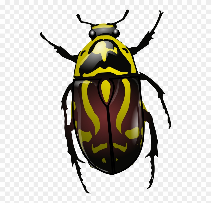 File - Fiddler Beetle - Svg - Fiddler Beetle Clipart