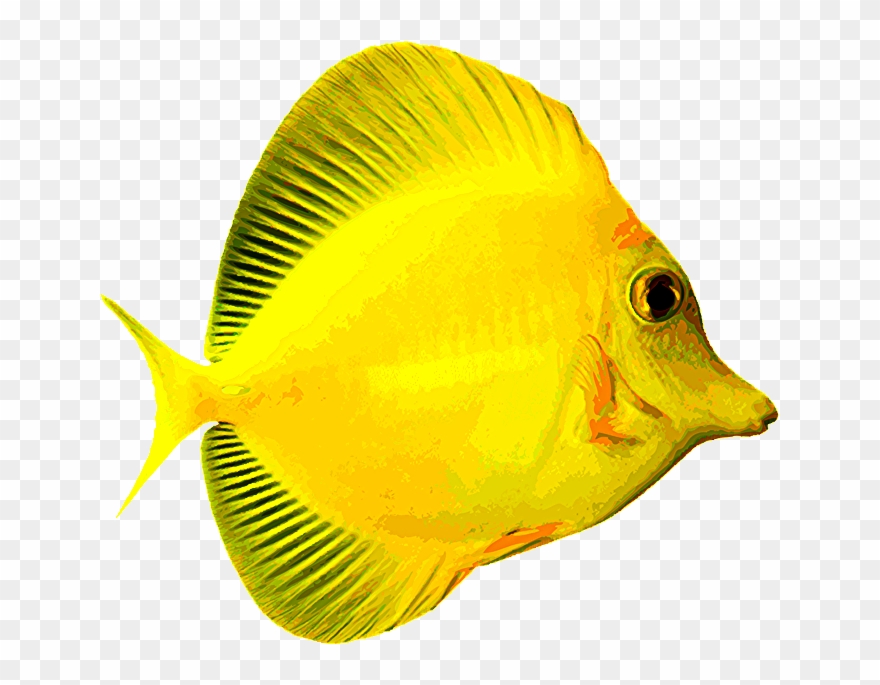 5f5b13 - Yellow Tang No Background Clipart