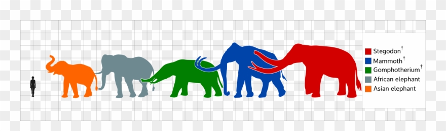 The Largest Stegodon Species Reaching The Size Of The Clipart