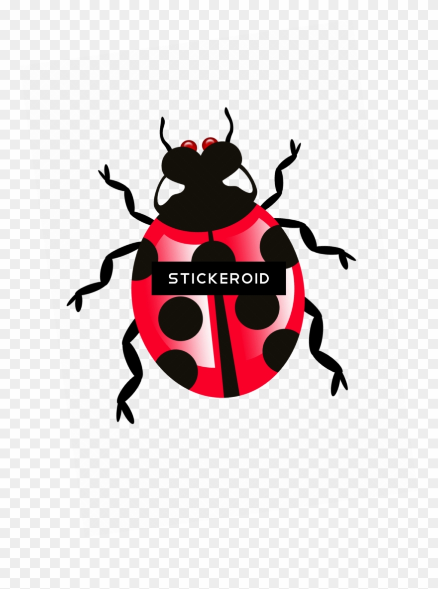 Beetle Bug Bugs - Portable Network Graphics Clipart