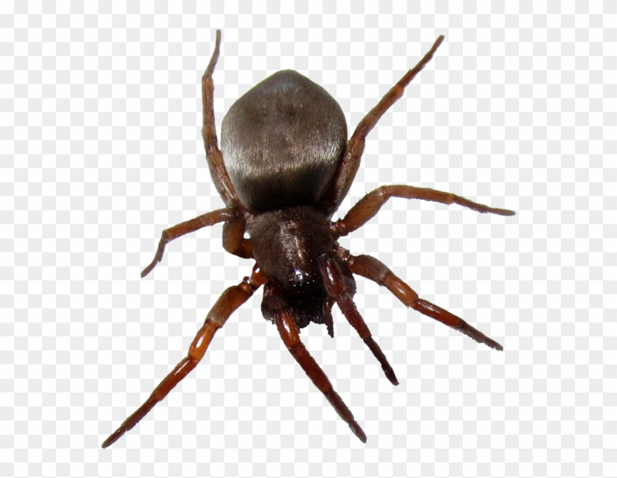 Bug Png Image - House Spiders In Ontario Clipart