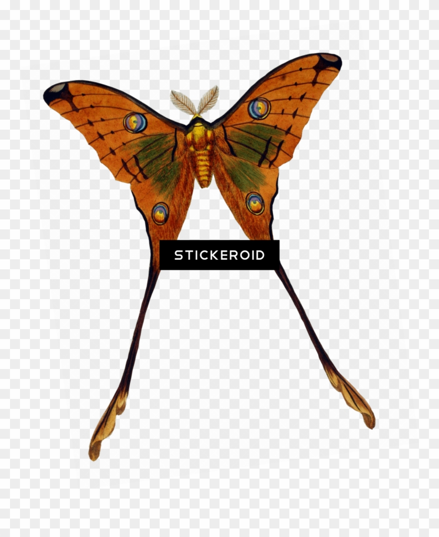 Peacock Butterfly - Fab Funky - Moth Plate 1 Prints Clipart