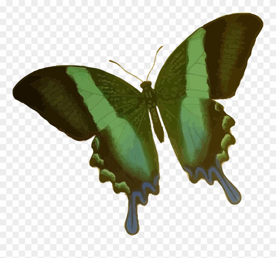 Big Image - Green Butterfly Shower Curtain Clipart