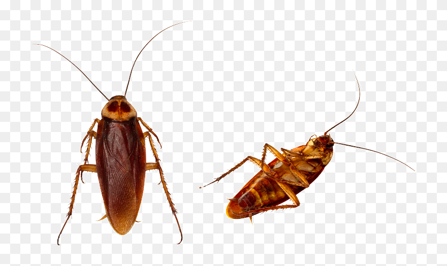 Clip Art Centipedes Images Gallery - Cockroach Png Transparent Background
